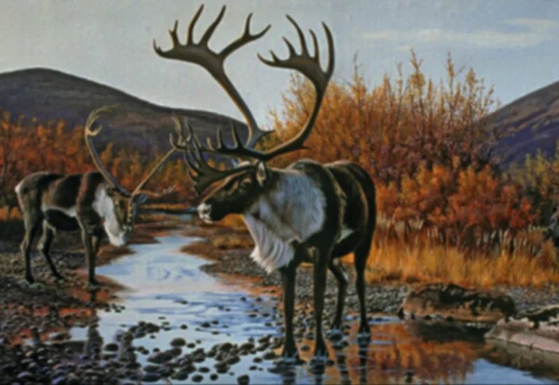 Caribou Creek Knives is a knife store in Lycoming, New York with a wide selection of knives.